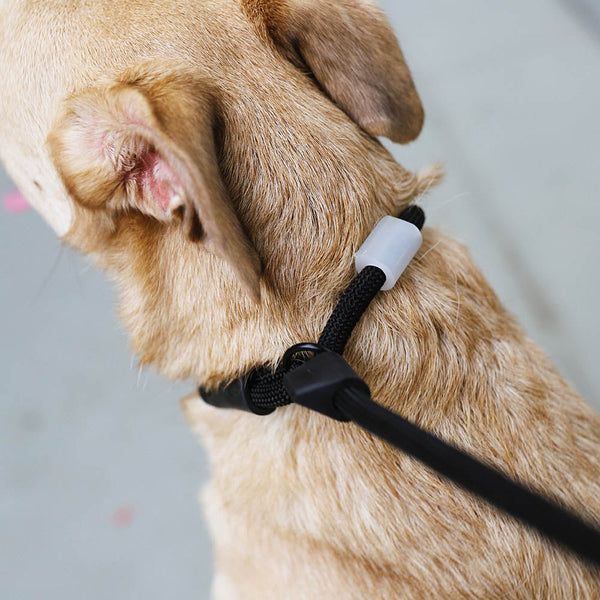 Zee Dog Slip-N-Lock Slip Leash | Gotham