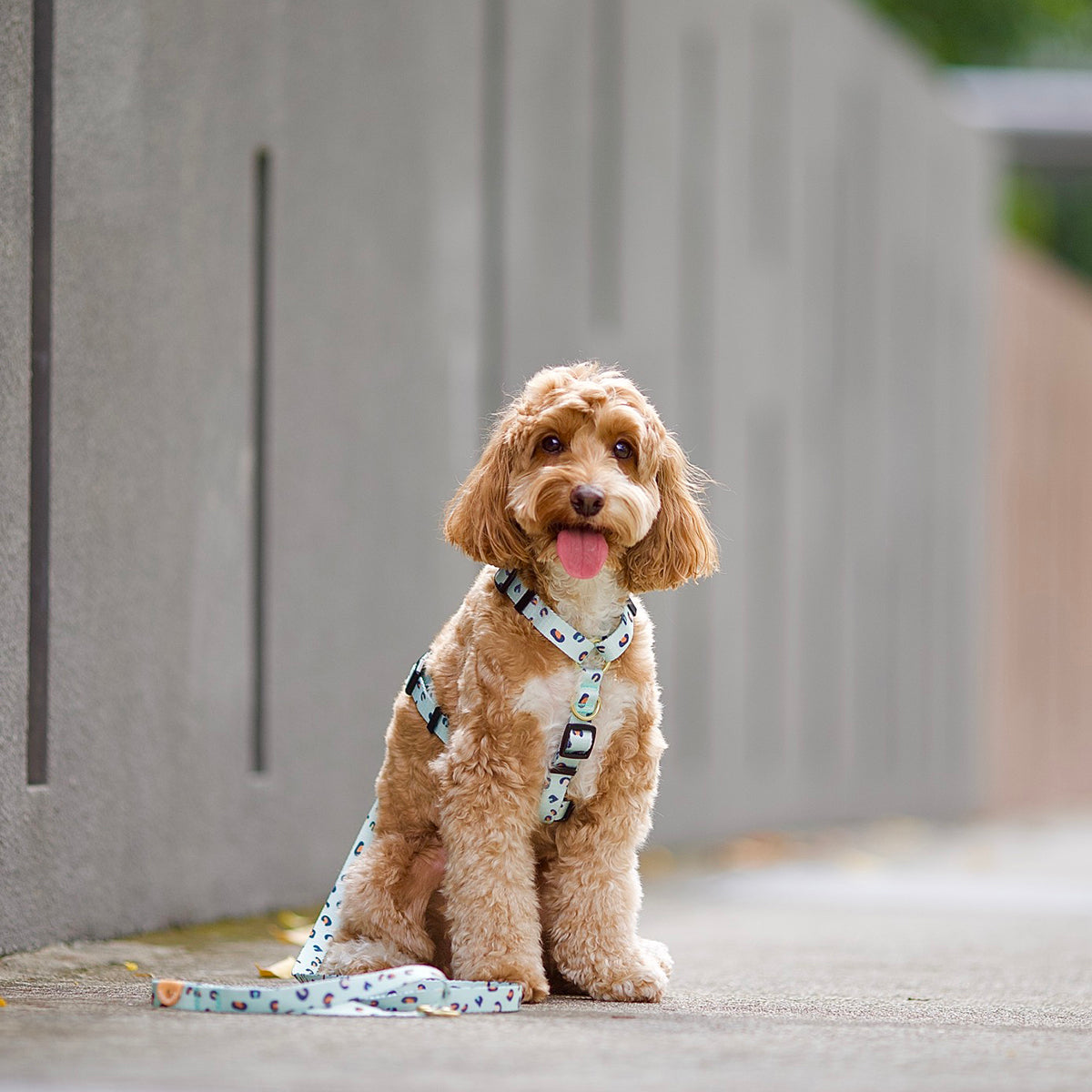 Gentle Pup Maxi Harness - Baby BamBam