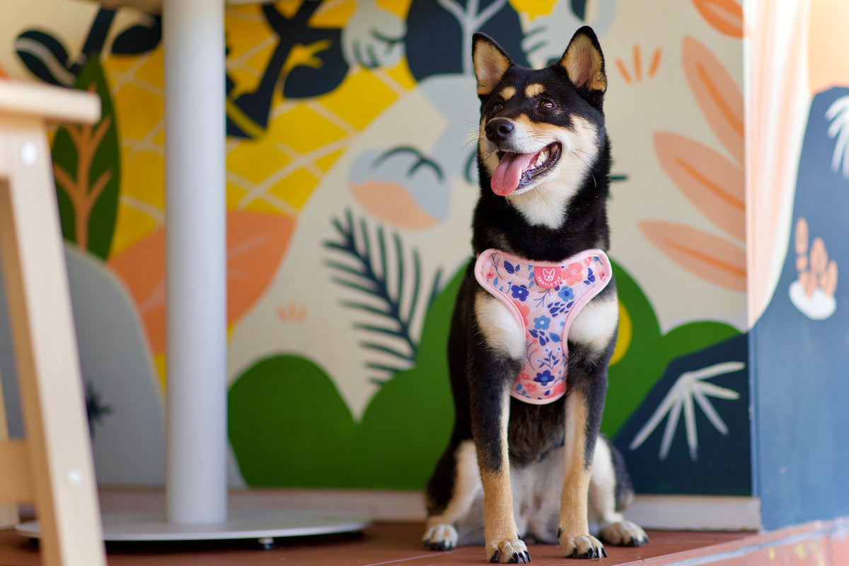 Gentle Pup Easy Harness - Molly Meadows