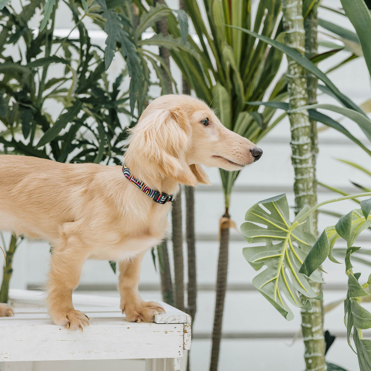 Gentle Pup Dog Collar - Rainbow Maze