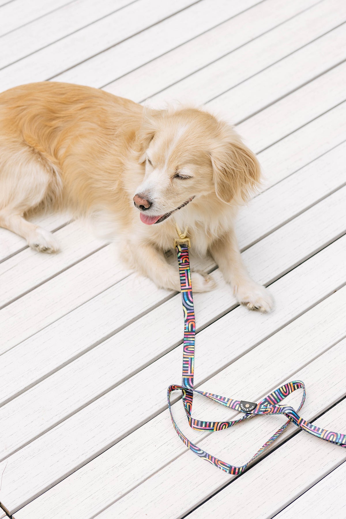 Gentle Pup Leash - Rainbow Maze