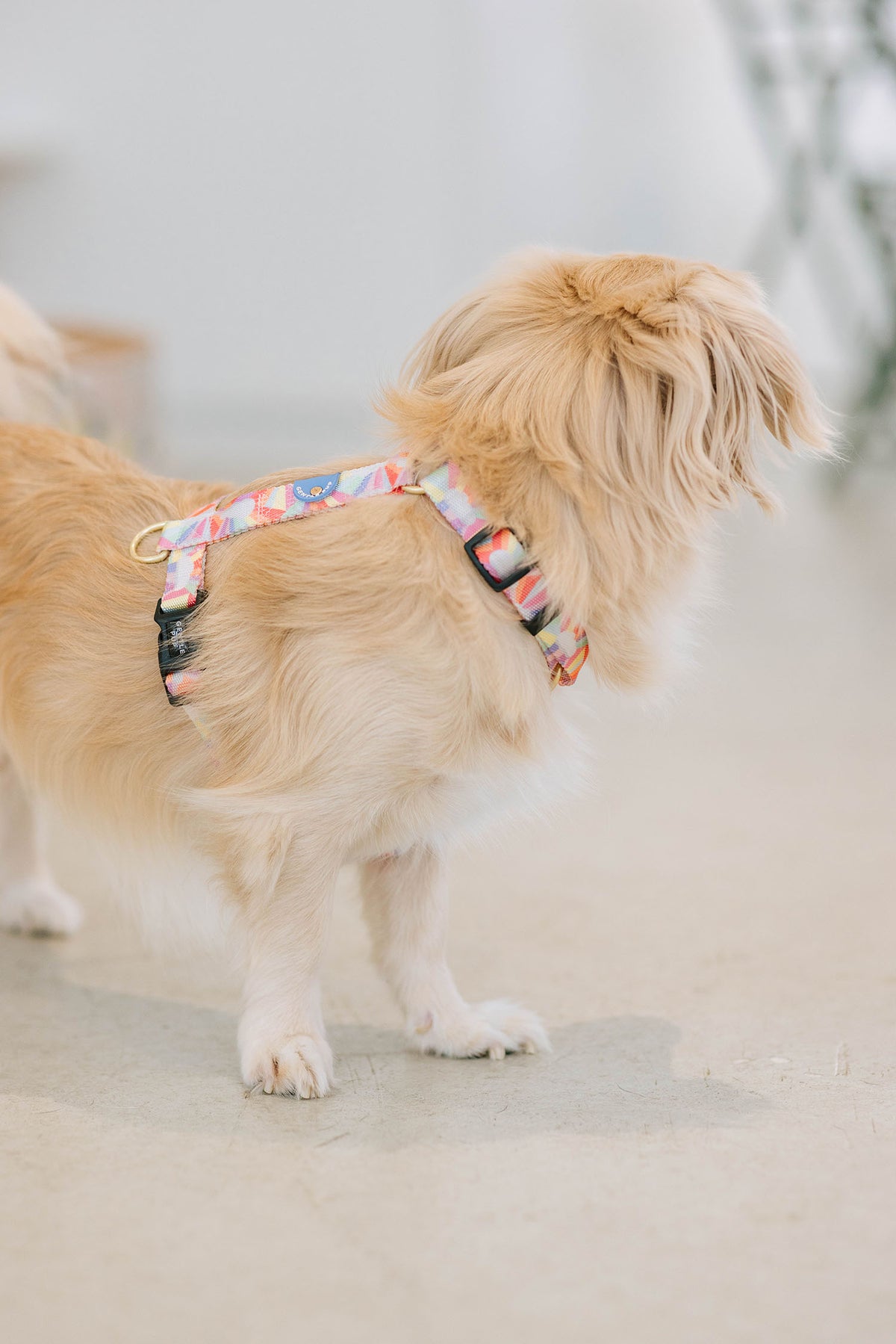 Gentle Pup Maxi Harness - After the Rain