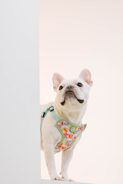 Gentle Pup Easy Harness - After the Rain