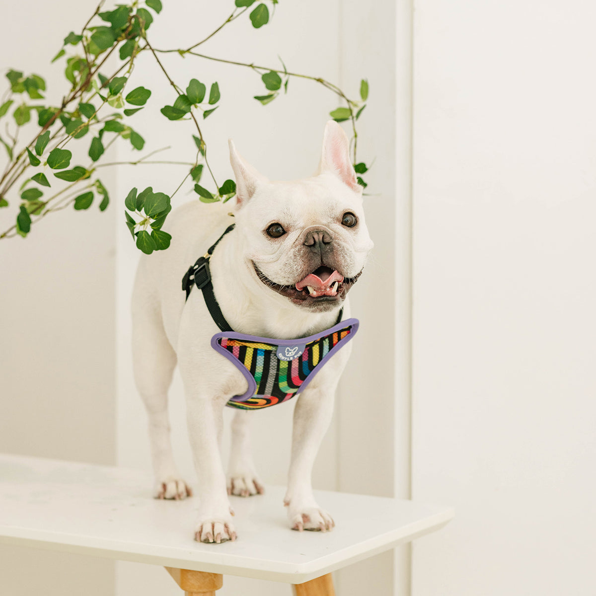 Gentle Pup Easy Harness - Rainbow Maze