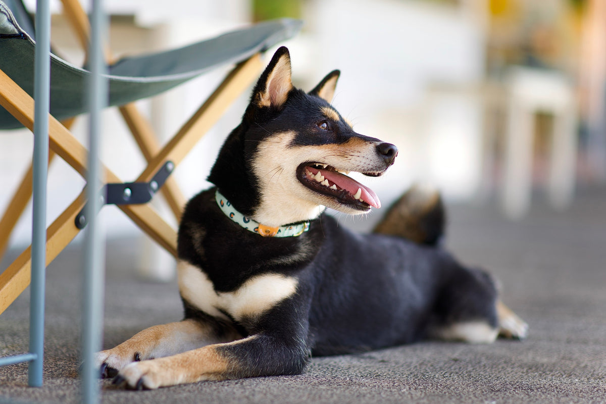 Gentle Pup Dog Collar - Baby BamBam