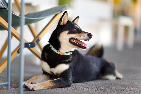 Gentle Pup Dog Collar - Baby BamBam