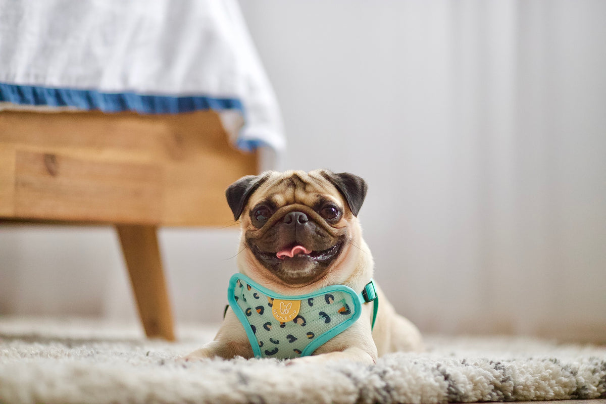 Gentle Pup Easy Harness - Baby BamBam