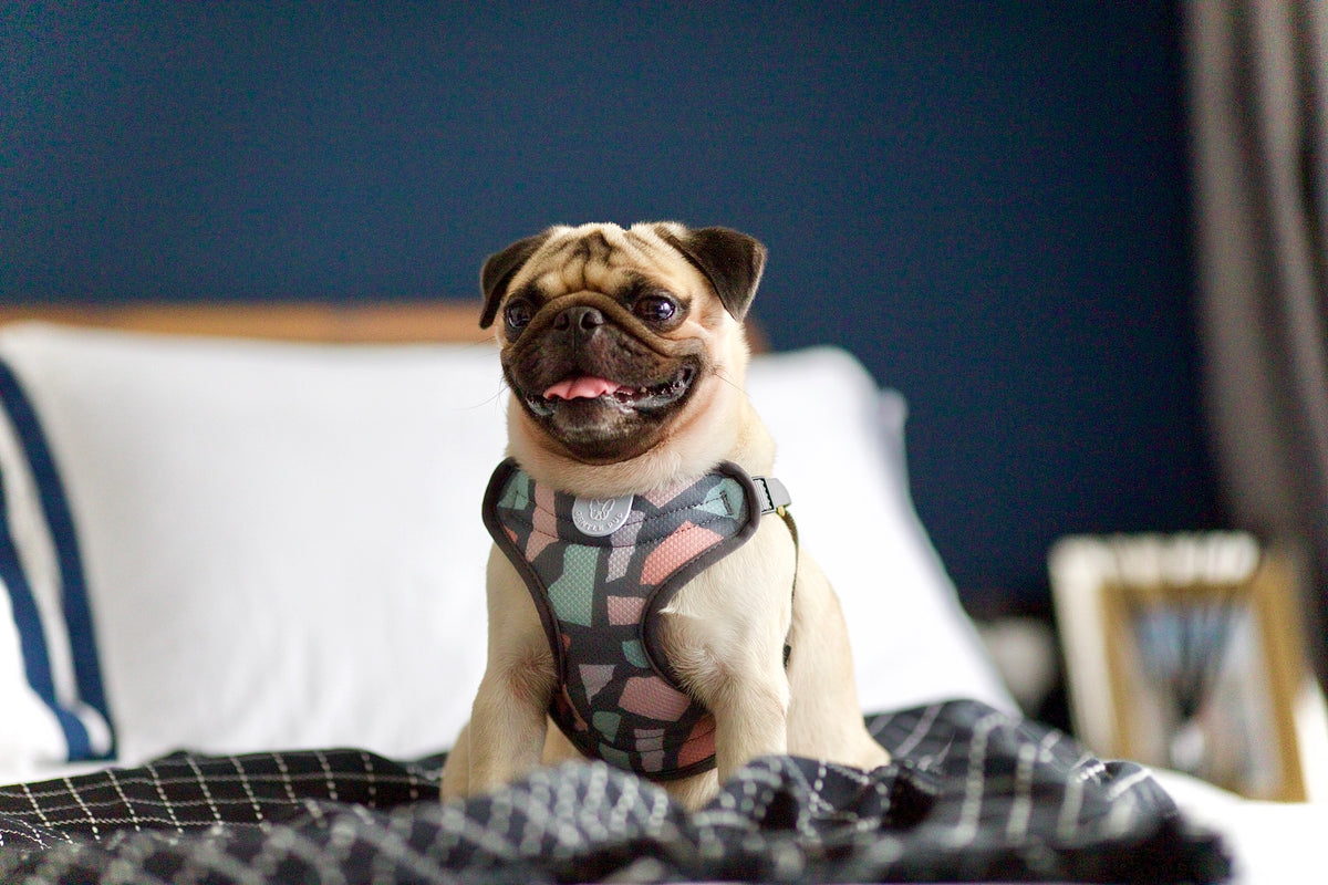 Gentle Pup Easy Harness - Ollie Oliver