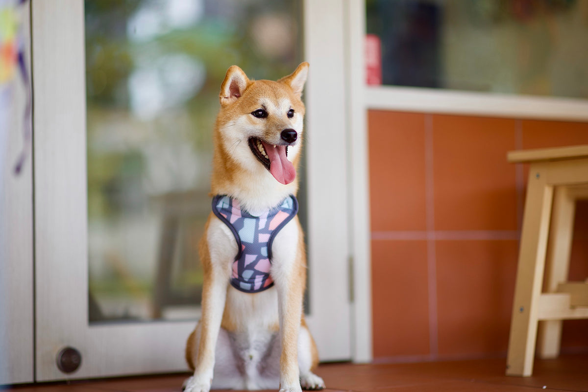 Gentle Pup Easy Harness - Ollie Oliver