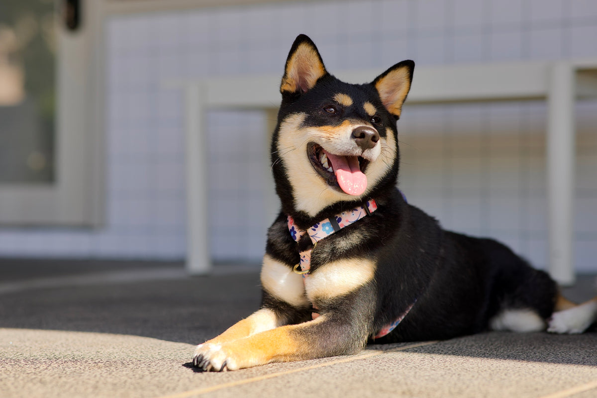 Gentle Pup Maxi Harness - Molly Meadows