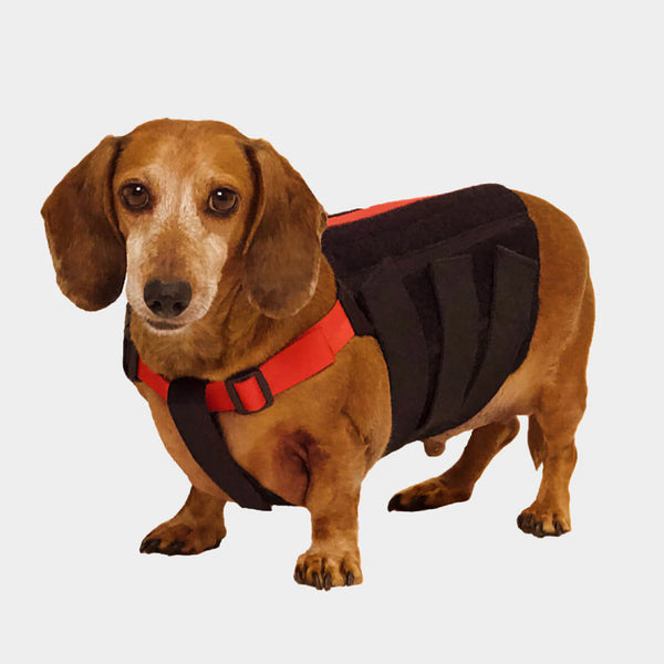WiggleLess Back Brace