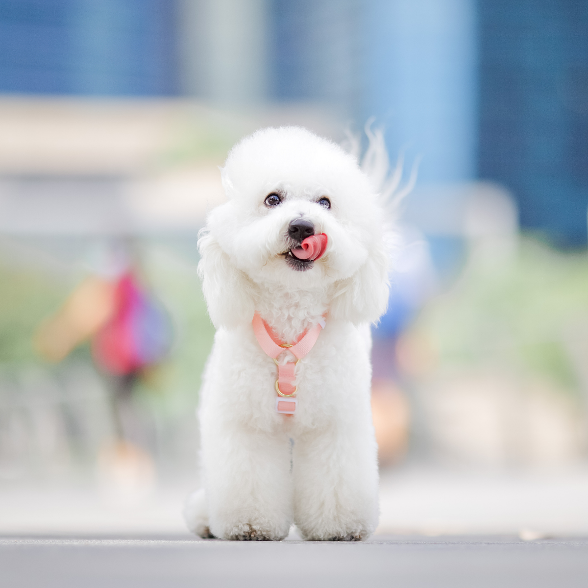 Gentle Pup Maxi Harness - Camelia