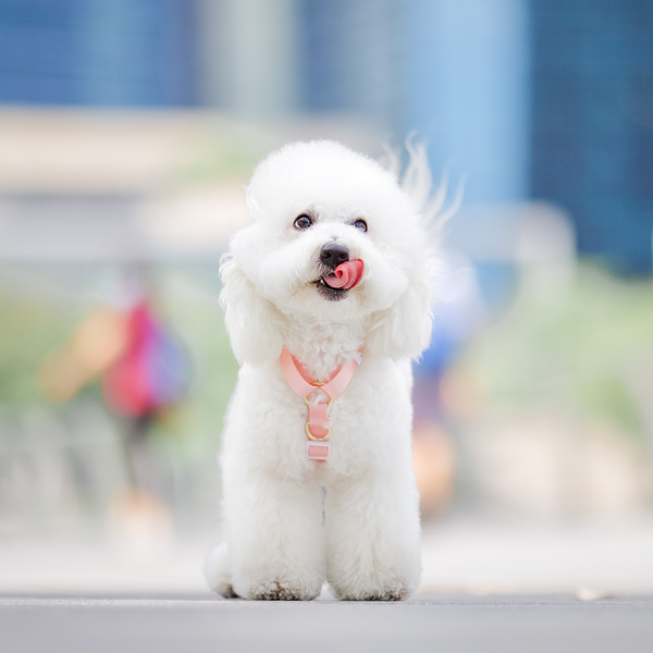 Gentle Pup Maxi Harness - Camelia