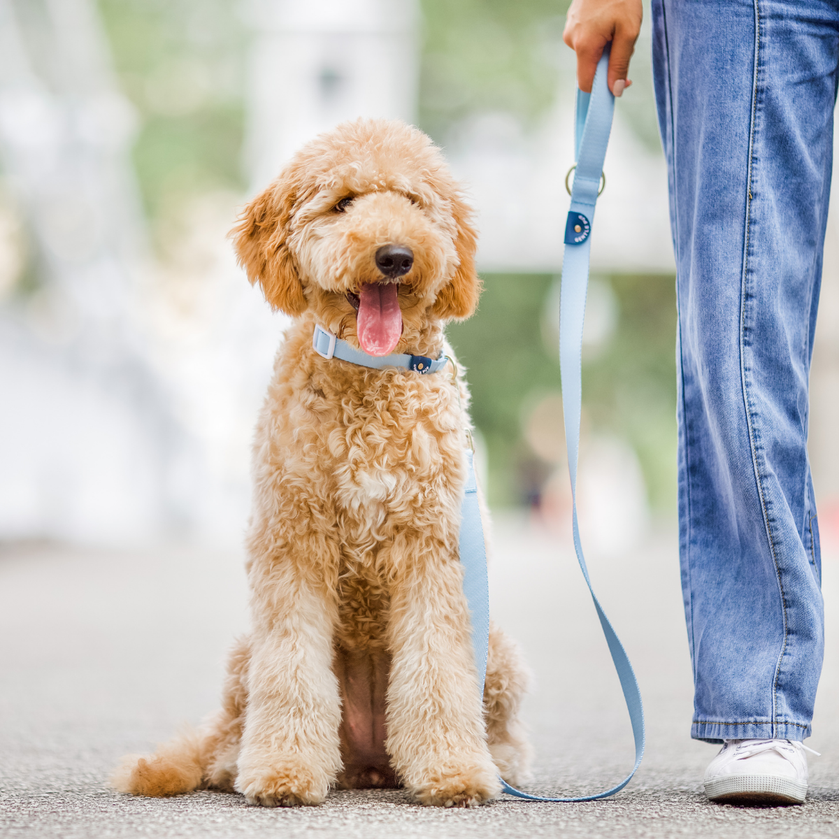 Gentle Pup Leash - Cornflower
