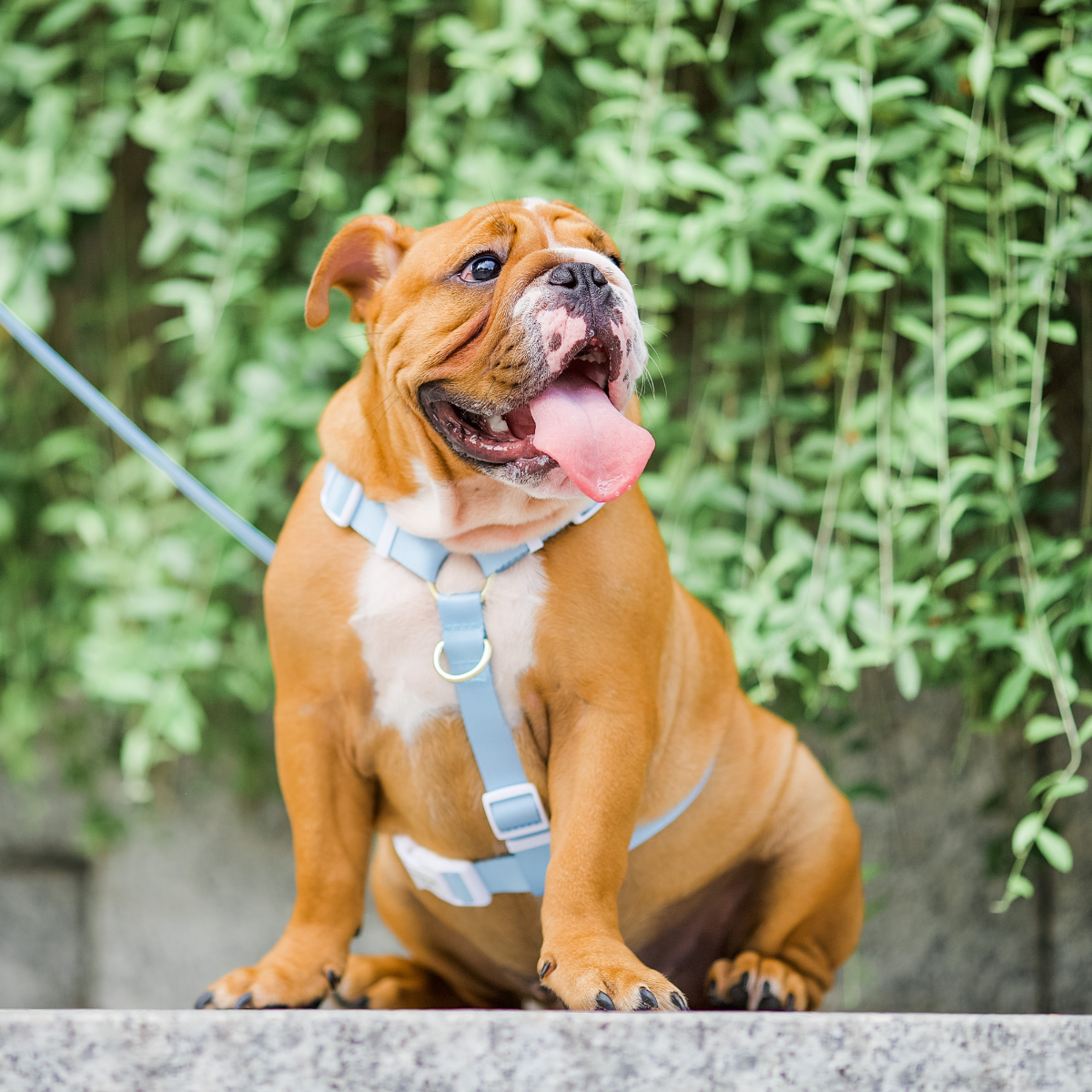 Gentle Pup Maxi Harness - Cornflower