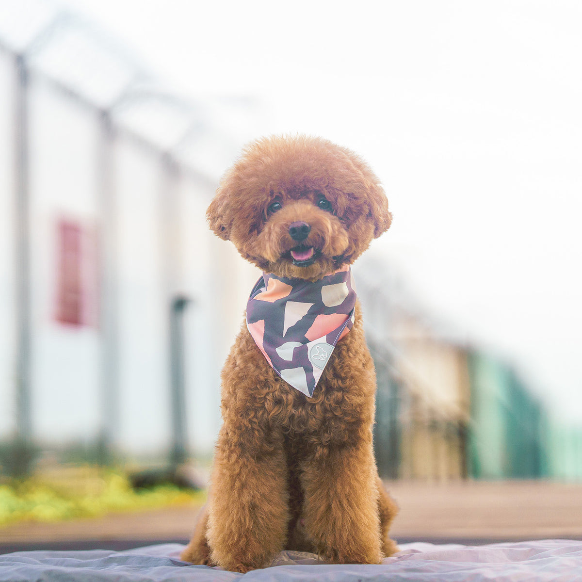 Gentle Pup Bandana - Ollie Oliver