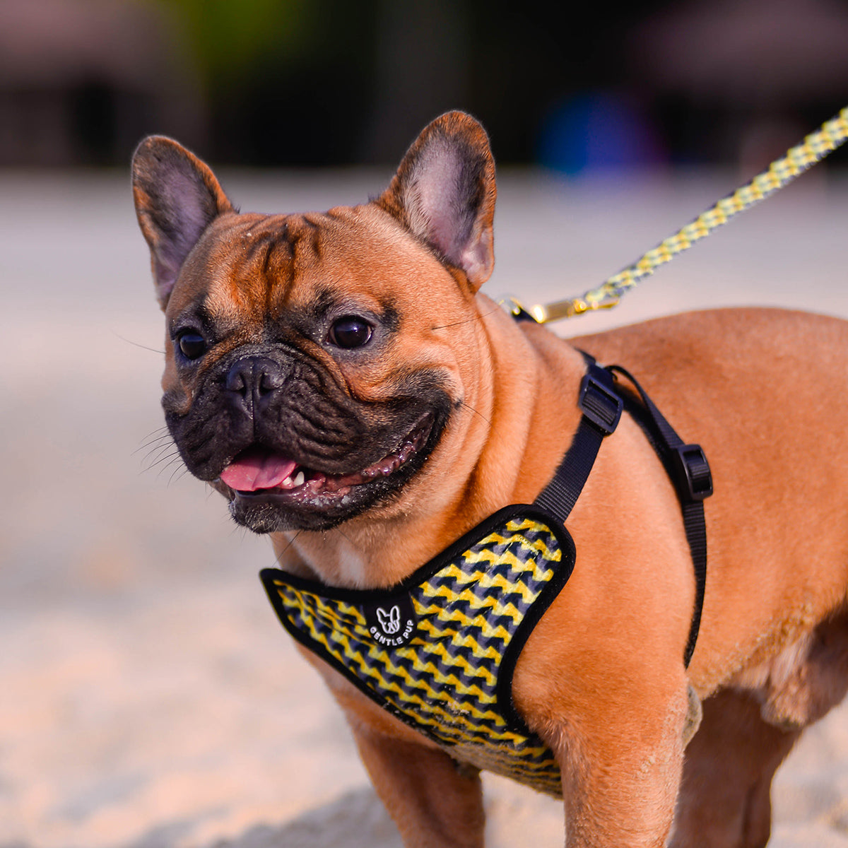 Gentle Pup Easy Harness - Zippy Zag