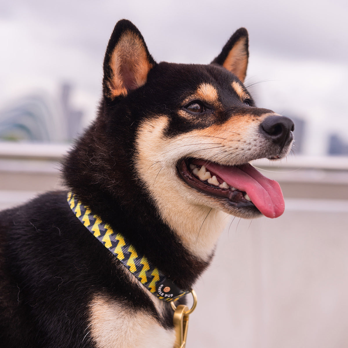 Gentle Pup Dog Collar - Zippy Zag