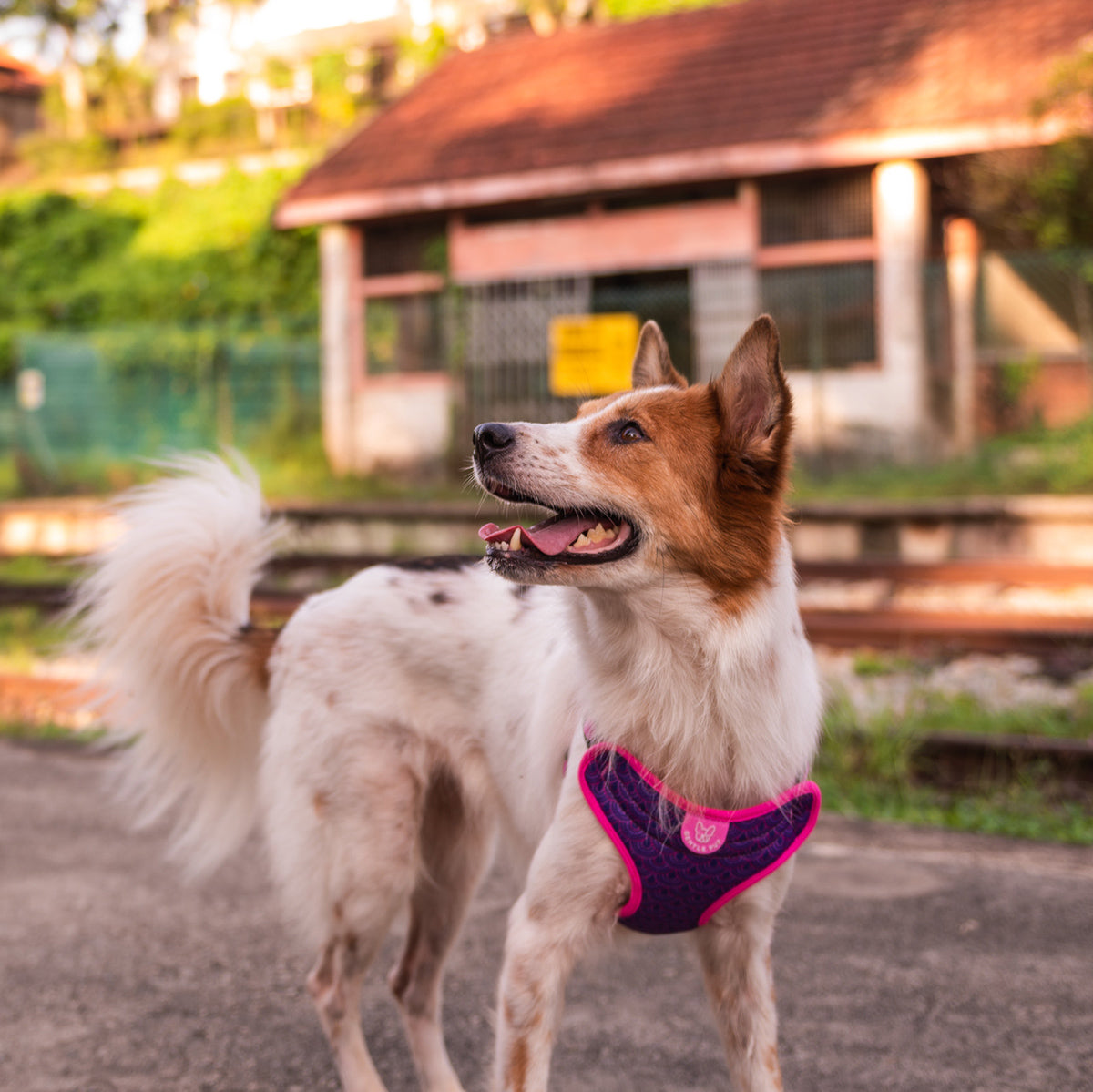 Gentle Pup Easy Harness - Piper Pink