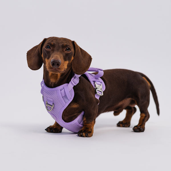 RIFRUF Commuter Harness - Taro