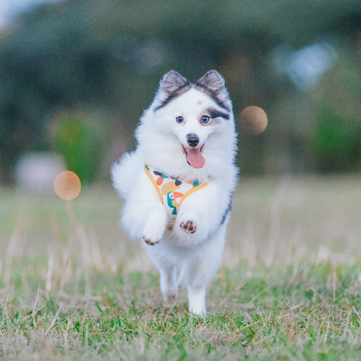 Gentle Pup Easy Harness - Aloha Alice