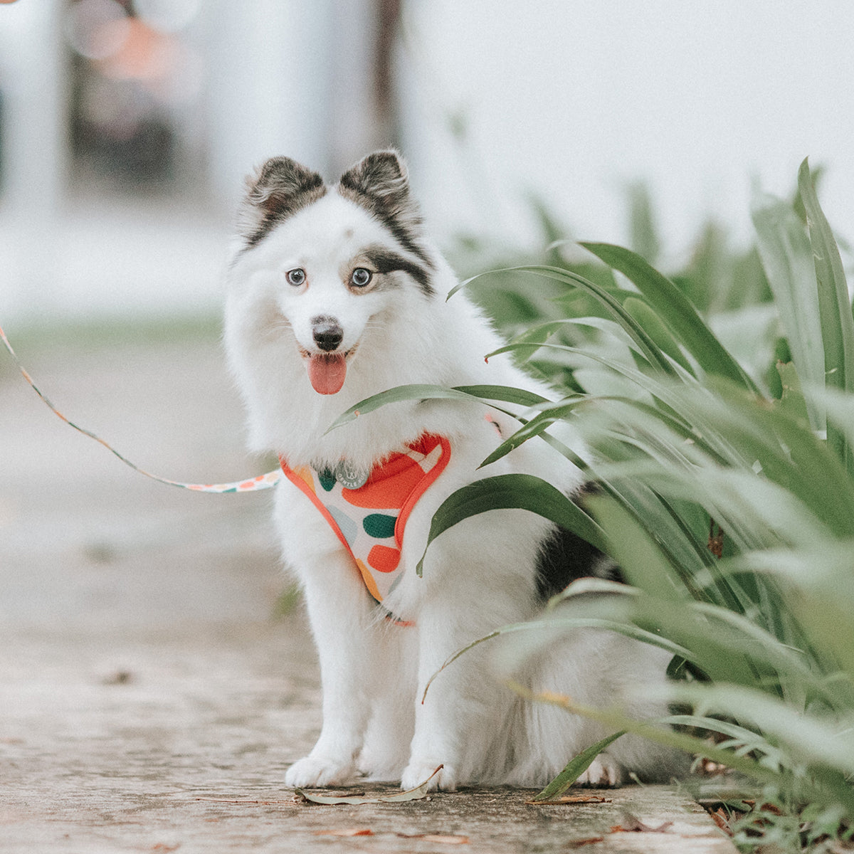 Gentle Pup Easy Harness - Candy Callie