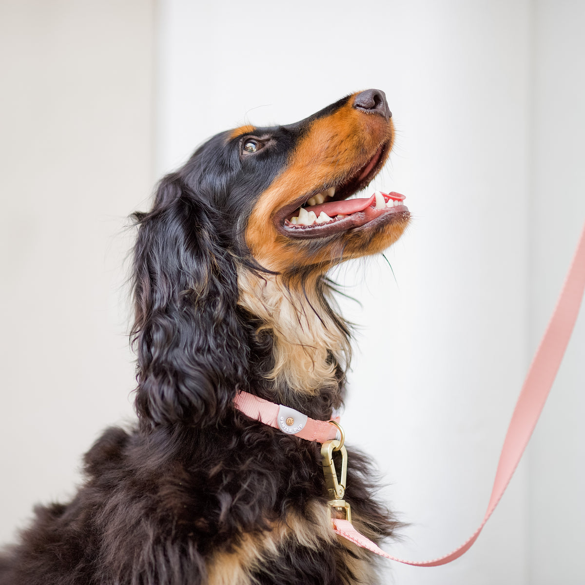 Gentle Pup Dog Collar - Camelia