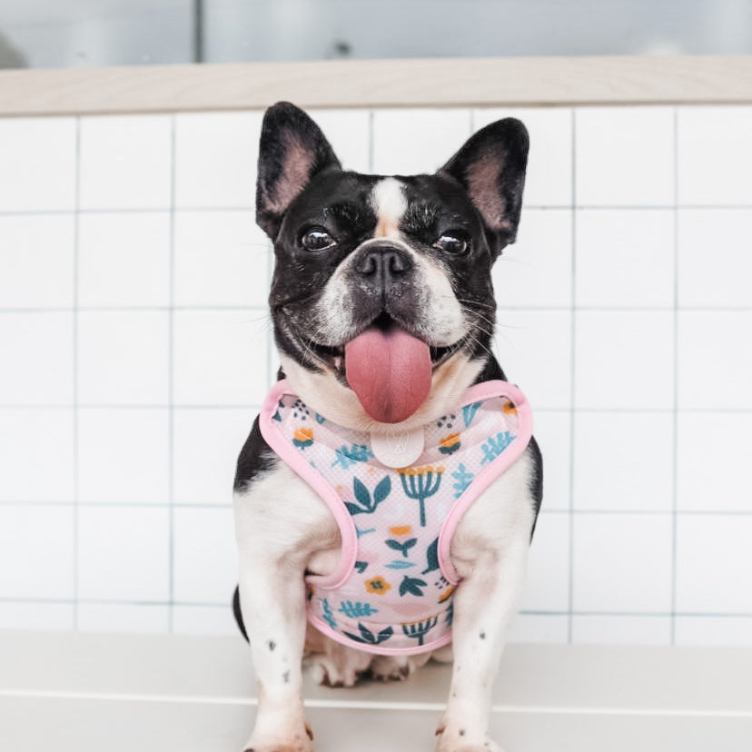 Gentle Pup Easy Harness - Scandi Spring