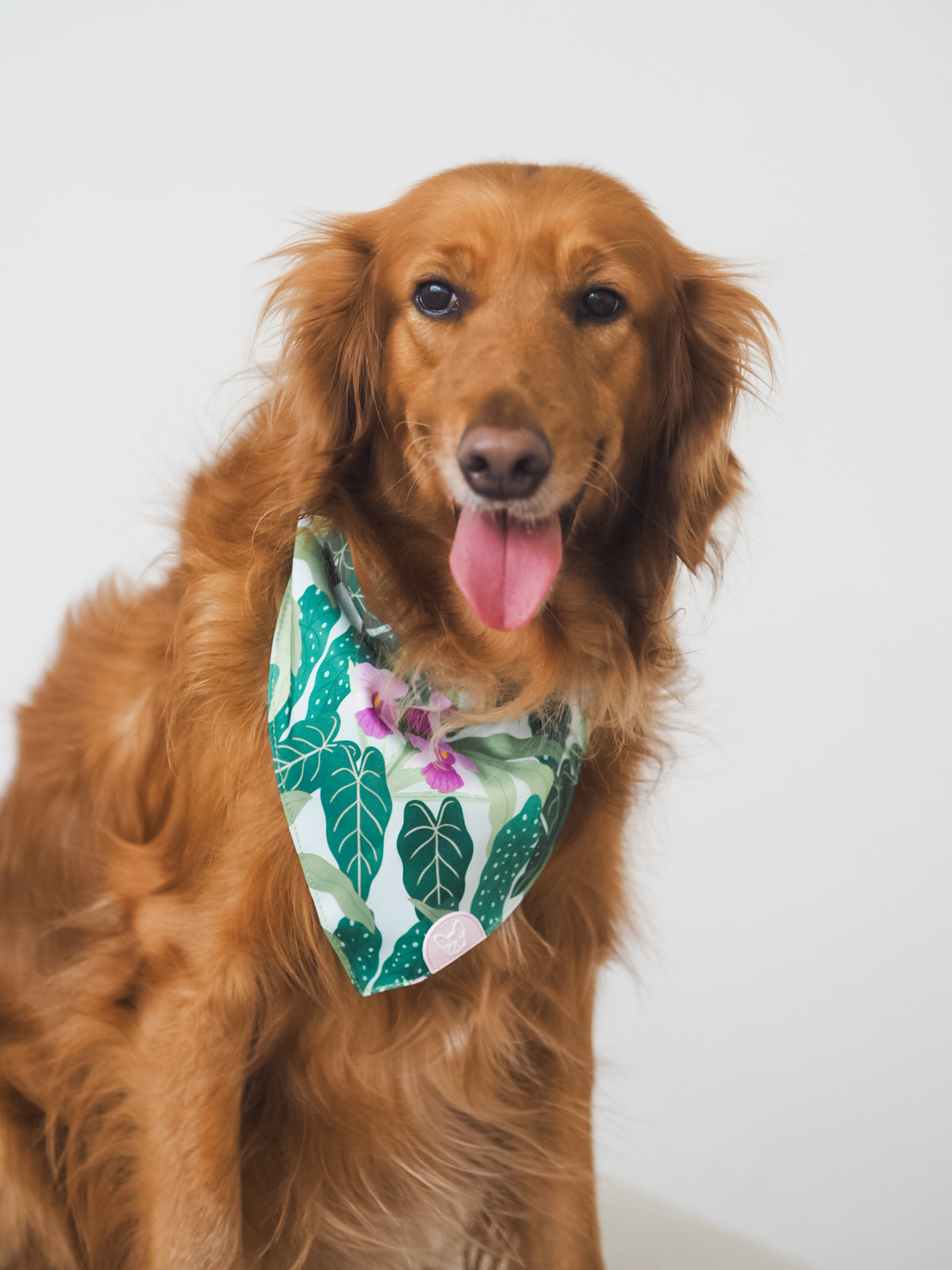 Gentle Pup Bandana - Little Miss Vanda