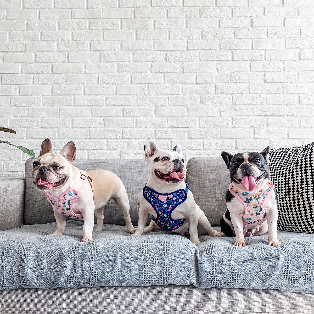 Gentle Pup Easy Harness - Scandi Spring