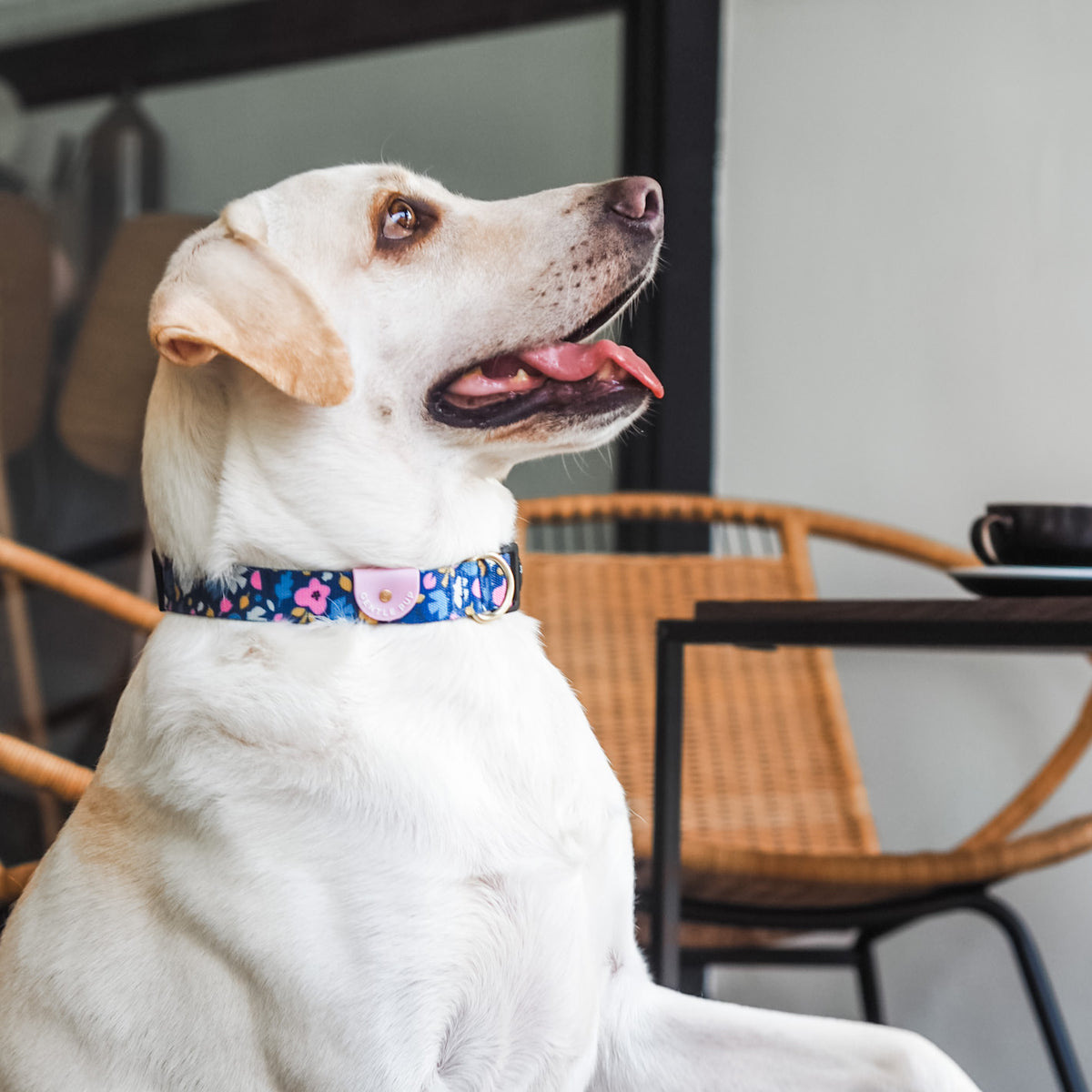 Gentle Pup Dog Collar - Forest Joy