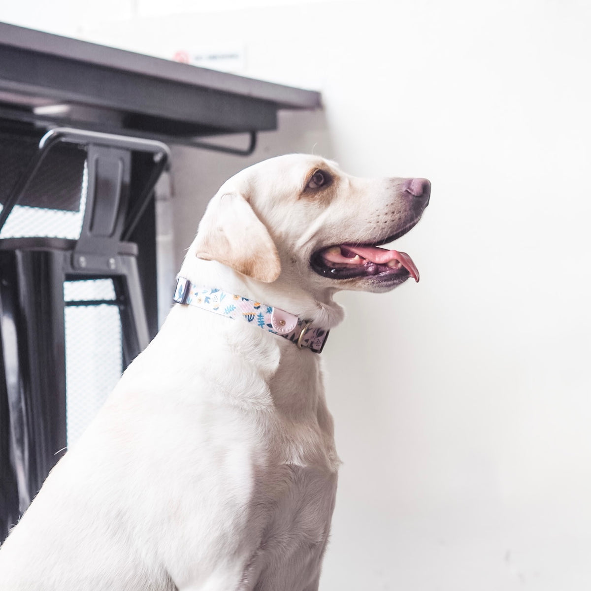 Gentle Pup Dog Collar - Scandi Spring