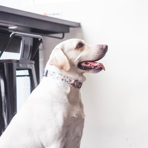 Gentle Pup Dog Collar - Scandi Spring