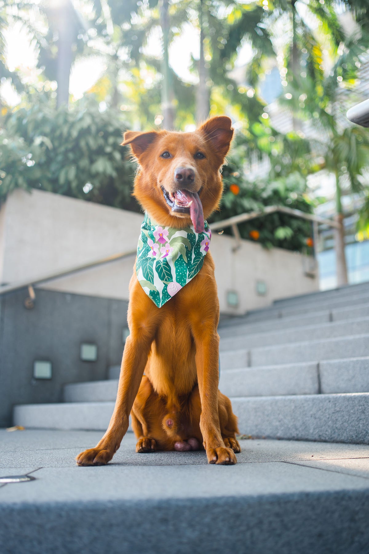 Gentle Pup Bandana - Little Miss Vanda