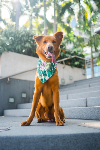 Gentle Pup Bandana - Little Miss Vanda