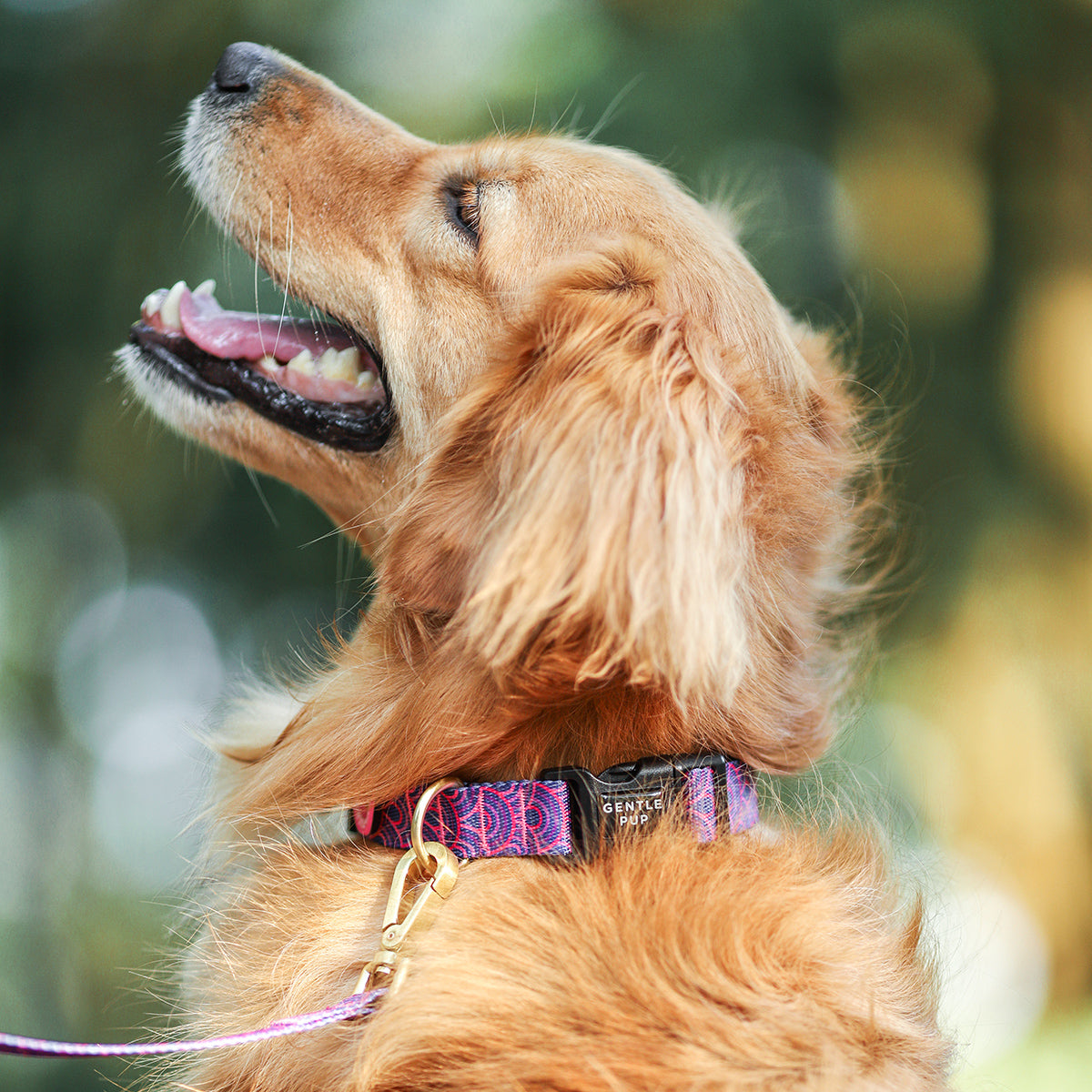 Gentle Pup Dog Collar - Piper Pink