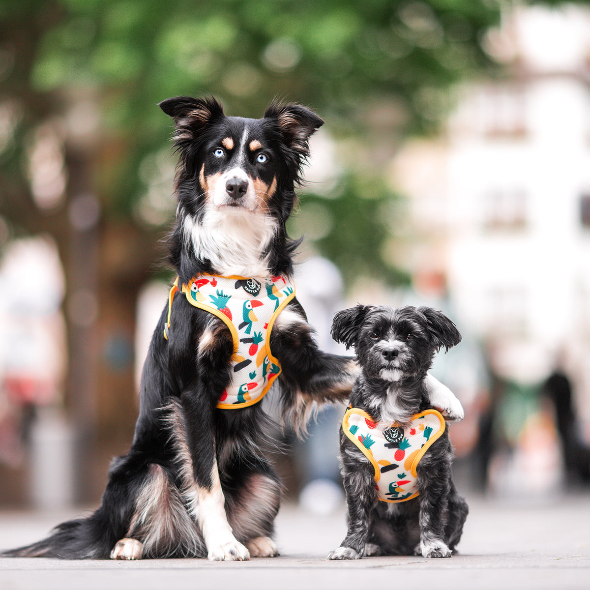 Gentle Pup Easy Harness - Aloha Alice