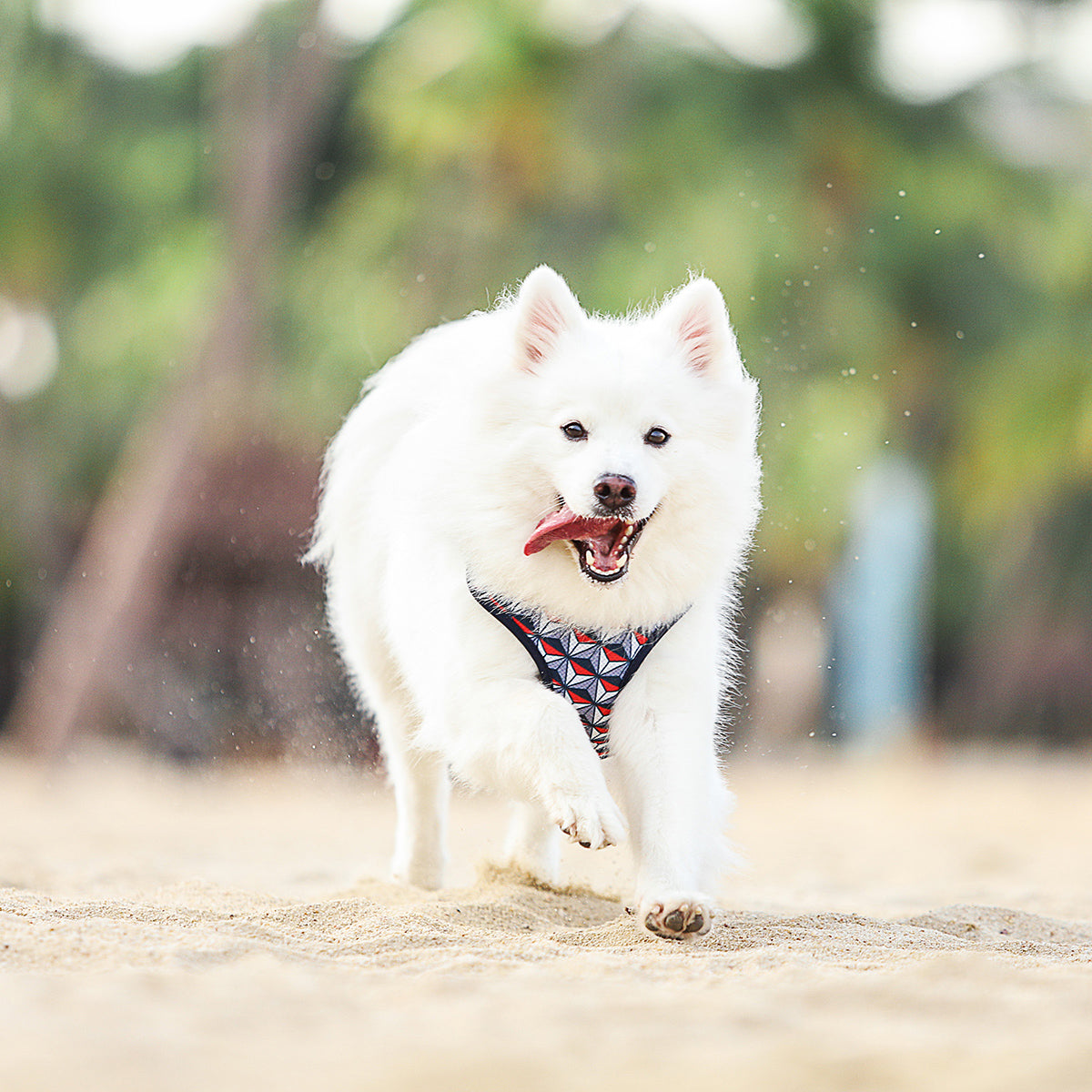 Gentle Pup Easy Harness - Dashing Diamond