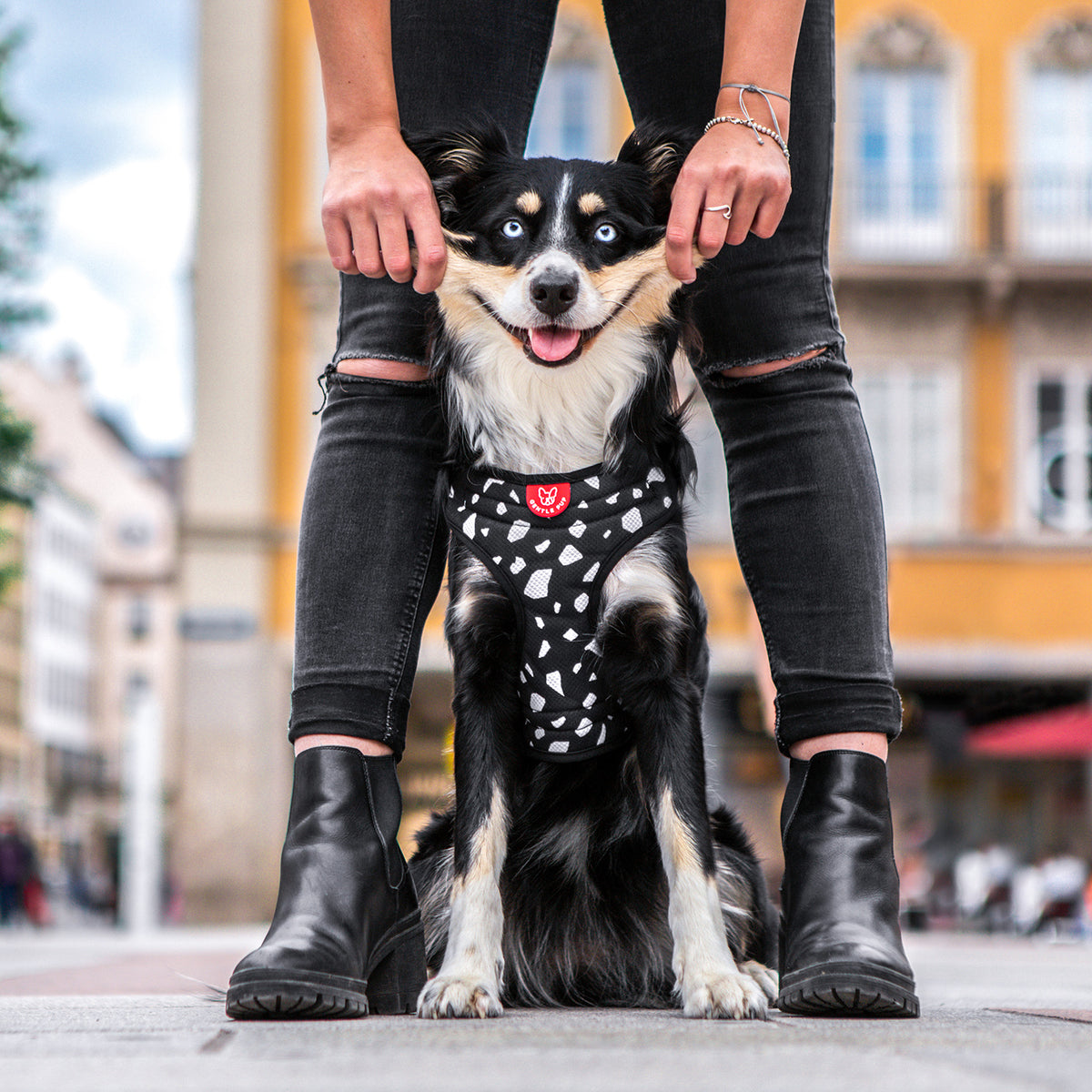 Gentle Pup Easy Harness - Cheeky Chip