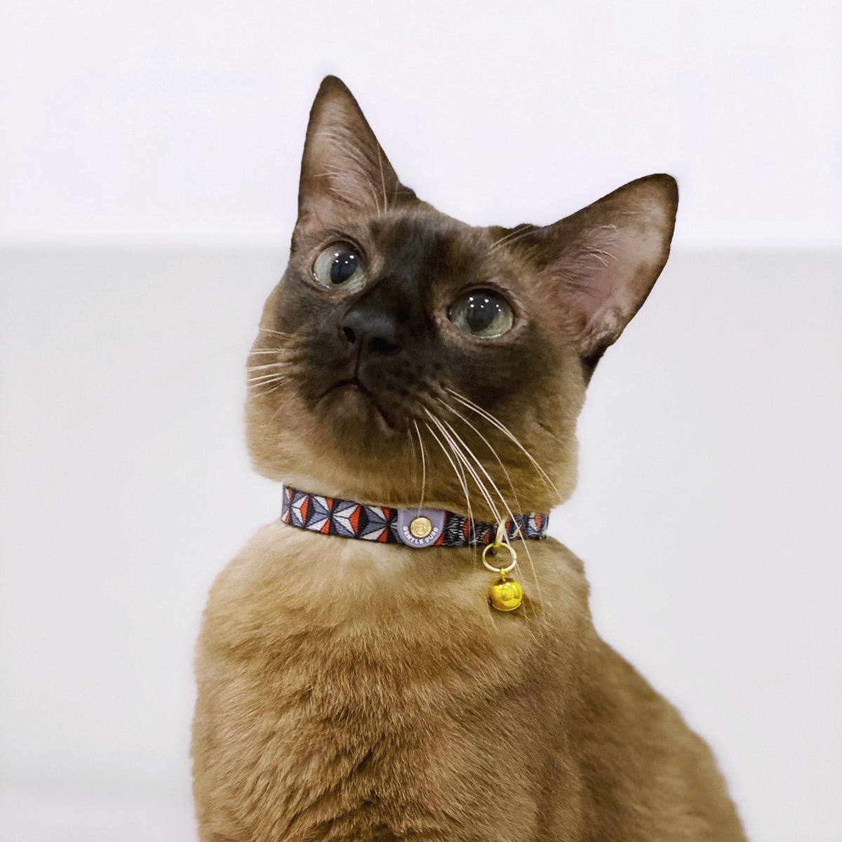 Gentle Purr Cat Collar - Dashing Diamond