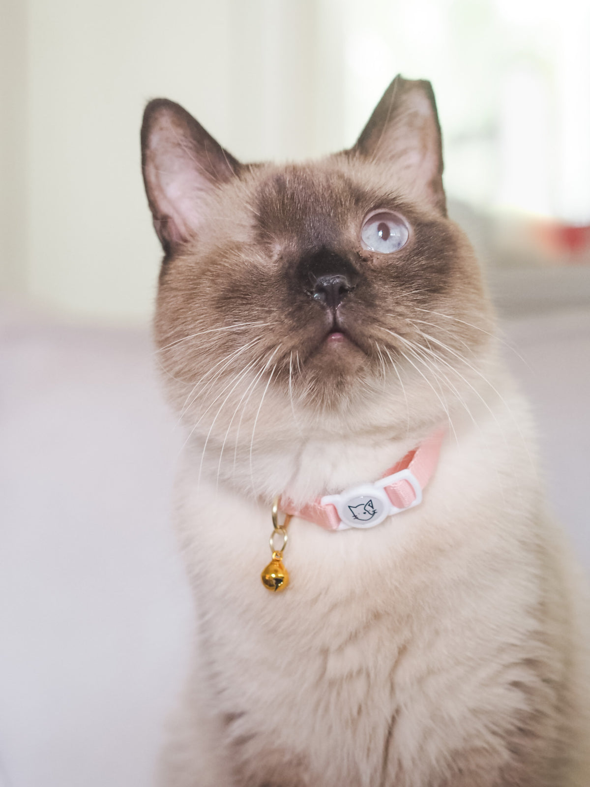 Gentle Purr Cat Collar - Camelia