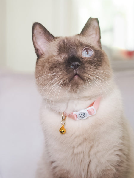 Gentle Purr Cat Collar - Camelia