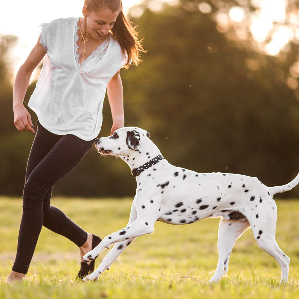 Gentle Pup Dog Collar - Cheeky Chip