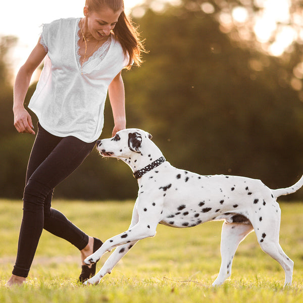 Gentle Pup Dog Collar - Cheeky Chip