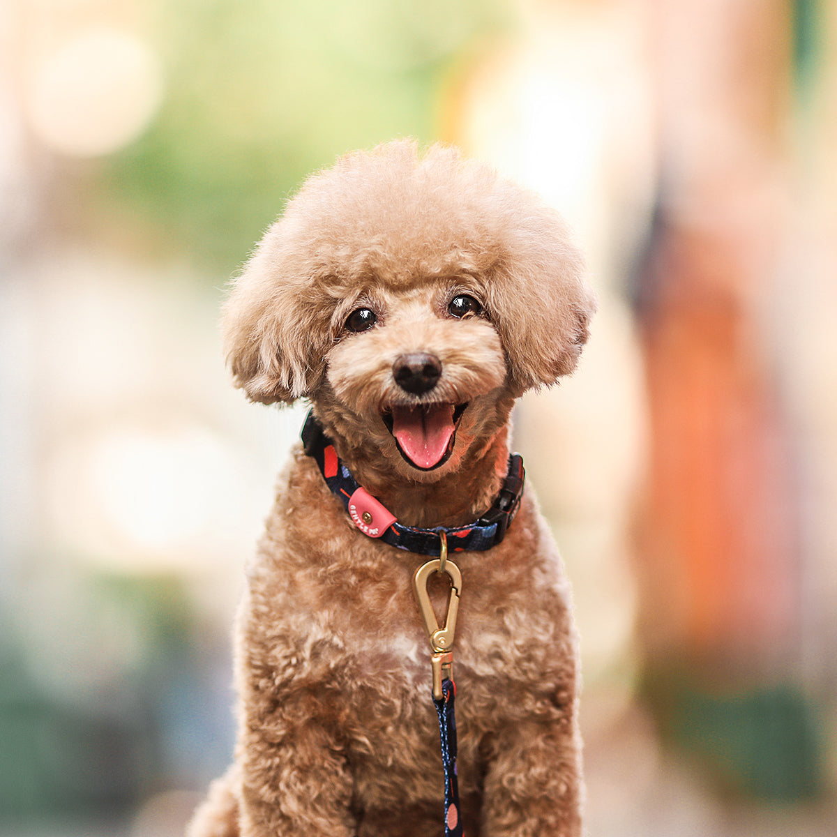 Gentle Pup Dog Collar - Playful Polly