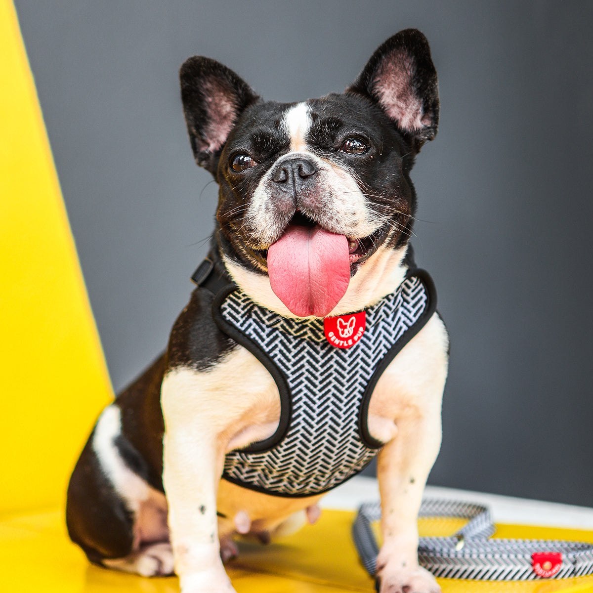 Gentle Pup Easy Harness - Mono Mike