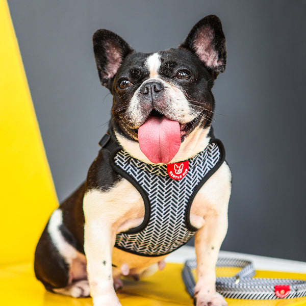 Gentle Pup Easy Harness - Mono Mike
