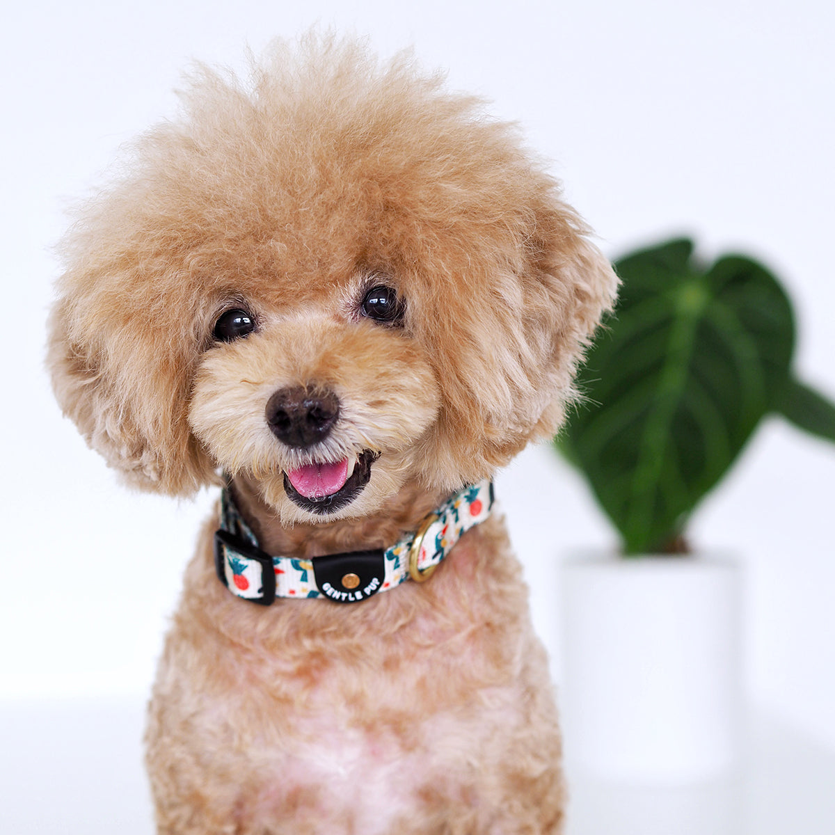 Gentle Pup Dog Collar - Aloha Alice