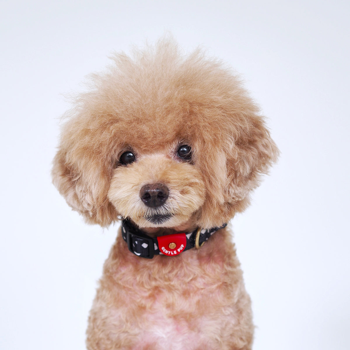 Gentle Pup Dog Collar - Cheeky Chip
