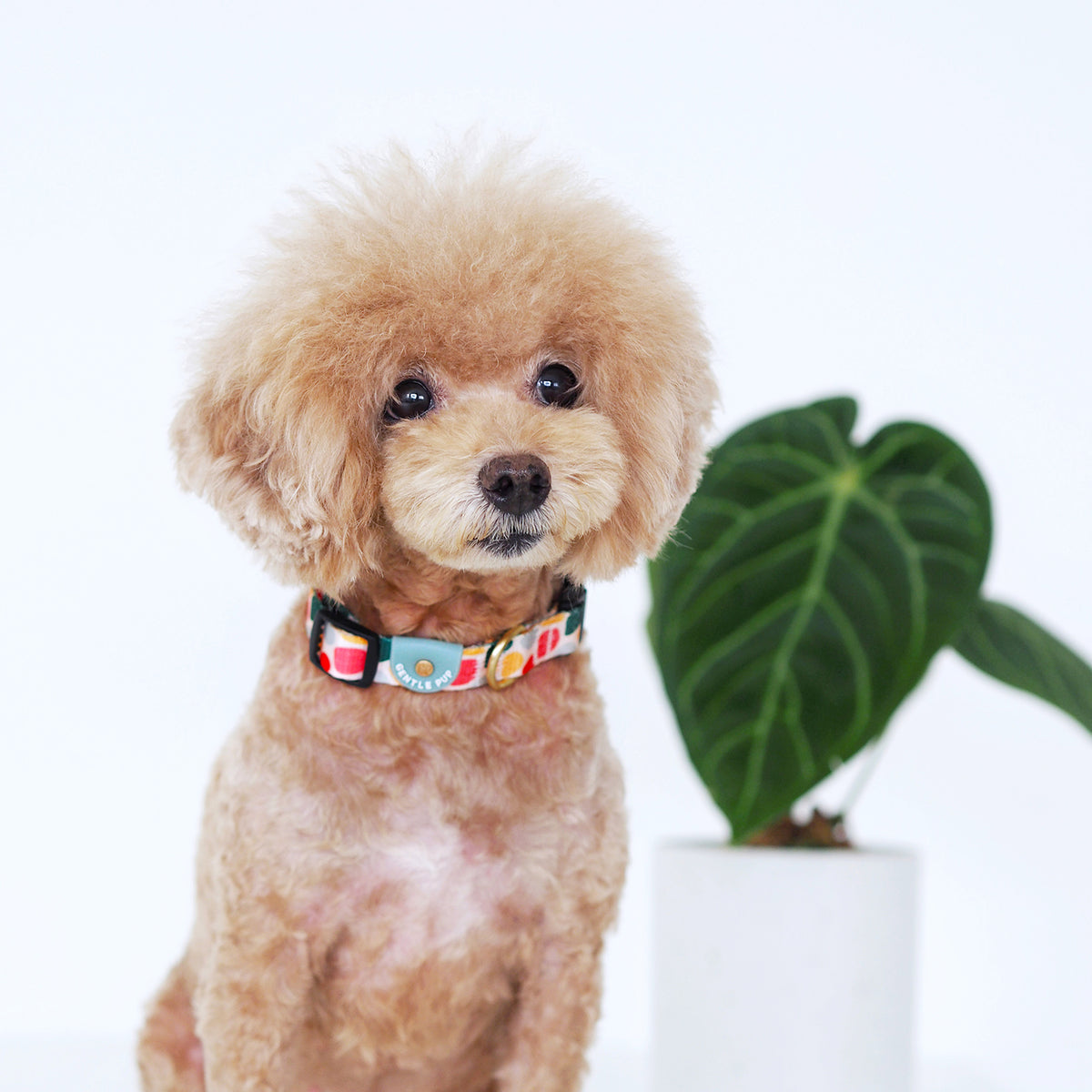Gentle Pup Dog Collar - Candy Callie